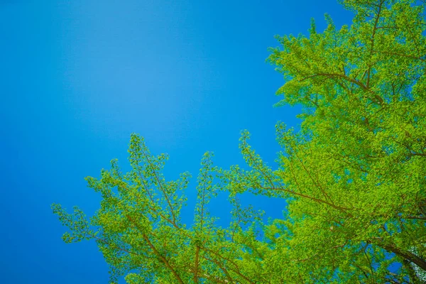 Bild Von Frischem Grün Und Sonnenstrahlen Drehort Naka Yokohama Shi — Stockfoto