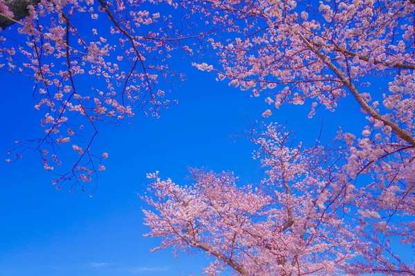 Cherry Blossoms Kogaya Park Shooting Location Kanagawa Yokohama — Stockfoto