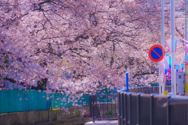 Cherry Blossoms Former Sumiyoshi Shibukawa Shooting Location Kawasaki City Kanagawa — Stock fotografie