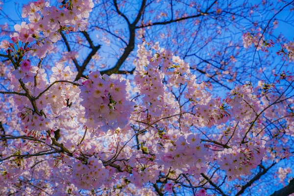 Cereja Floresce Longo Antigo Sumiyoshi Shibukawa Localização Tiro Kawasaki City — Fotografia de Stock