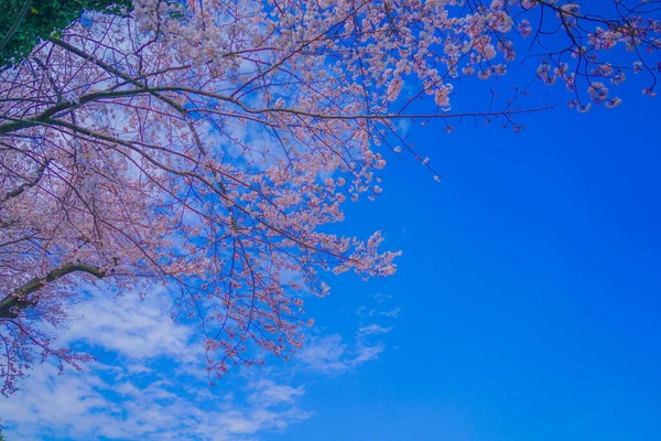 Cherry Blossoms Kogaya Park Shooting Location Kanagawa Yokohama — Stock Photo, Image