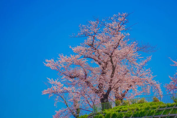 Cherry Blossoms Kogaya Park Shooting Location Kanagawa Yokohama —  Fotos de Stock
