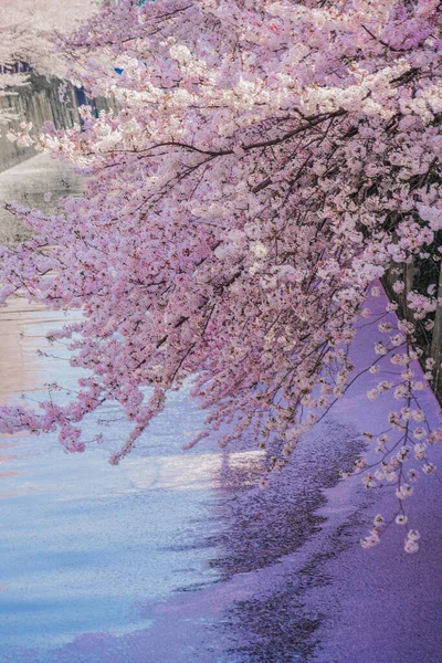 Meguro River Full Bloom Cherry Blossoms Shooting Location Meguro Tokyo — Zdjęcie stockowe