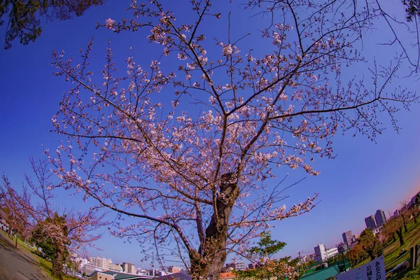 小ヶ谷公園の桜 撮影場所 横浜市神奈川区 — ストック写真