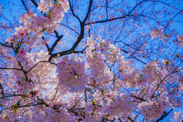 Eski Sumiyoshi Shibukawa boyunca kiraz çiçekleri. Çekim yeri: Kawasaki Şehri, Kanagawa Bölgesi