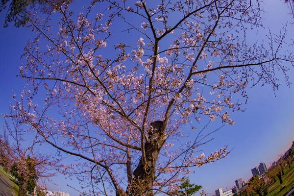 小ヶ谷公園の桜 撮影場所 横浜市神奈川区 — ストック写真