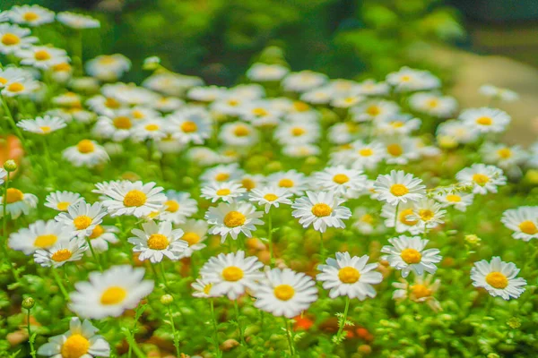 White Yellow Flowers Chamomile Shooting Location Singapore — 스톡 사진