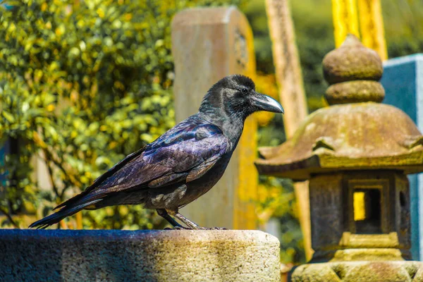 Jet Black Crow Hashibuto Glass Shooting Location Ota Tokyo — Stock Photo, Image