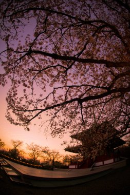 Cherry blossoms and evening views on Mt.. Shooting Location: Kanagawa -ku, Yokohama