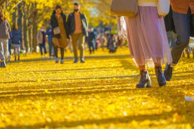 Ginkgo carpets and people. Shooting Location: Tachikawa City, Tokyo