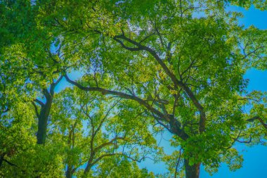 Fresh green and blue sky. Shooting Location: Yokohama-city kanagawa prefecture