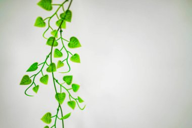 White background and plants. Shooting Location: Yokohama-city kanagawa prefecture