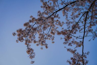 Cherry blossoms in full bloom and blue sky (Kogaya Park). Shooting Location: Yokohama-city kanagawa prefecture