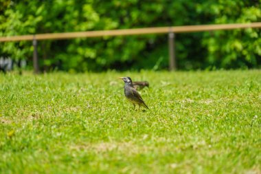 Mukudori and lawn. Shooting Location: Naka -ku, Yokohama -shi
