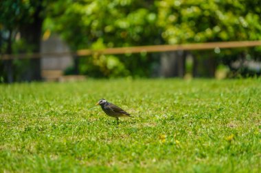 Mukudori and lawn. Shooting Location: Naka -ku, Yokohama -shi