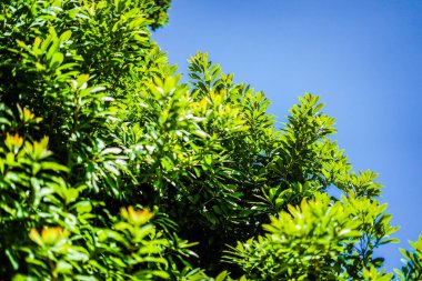 Fresh green and blue sky. Shooting Location: Yokohama-city kanagawa prefecture