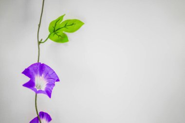 Purple morning glory. Shooting Location: Yokohama-city kanagawa prefecture