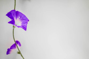 Purple morning glory. Shooting Location: Yokohama-city kanagawa prefecture