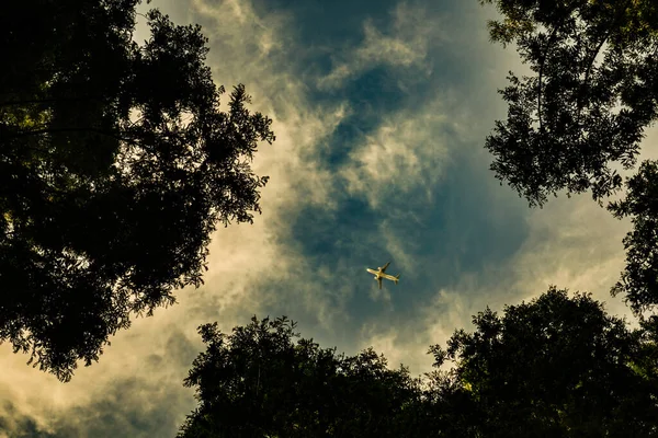 Metasequoia Tree Airplane Shooting Location Katsushika Tokyo — 스톡 사진