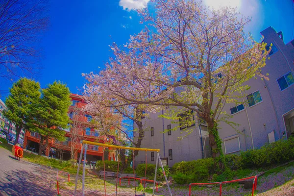 Sakura Takinogawa Park Shooting Location Kanagawa Yokohama — стоковое фото