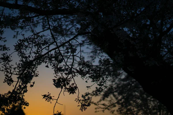 Cherry Blossoms Dusk Sky Shooting Location Yokohama City Kanagawa Prefecture — Zdjęcie stockowe