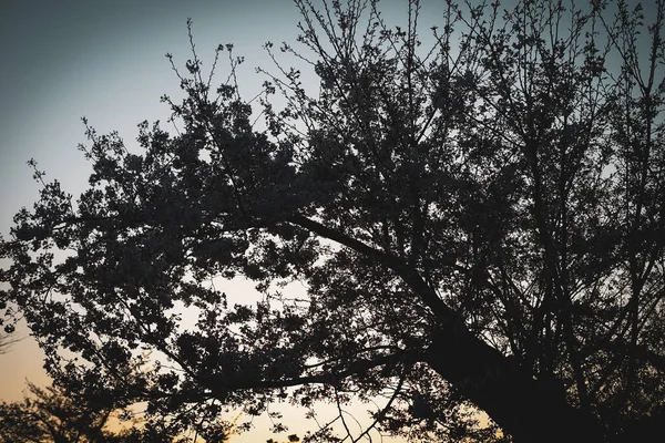 Cherry Blossoms Dusk Sky Shooting Location Yokohama City Kanagawa Prefecture — Stok fotoğraf