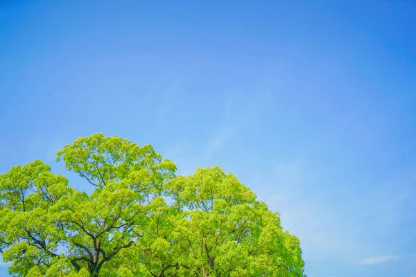 Fresh Green Blue Sky Shooting Location Yokohama City Kanagawa Prefecture — 图库照片