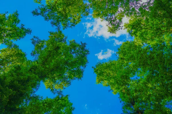 Sky Peeking Metasequoia Tree Shooting Location Katsushika Tokyo —  Fotos de Stock