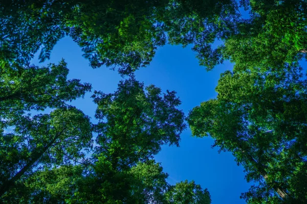 Sky Peeking Metasequoia Tree Shooting Location Katsushika Tokyo — Stock Photo, Image