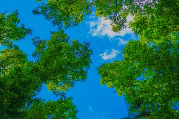 Sky Peeking Metasequoia Tree Shooting Location Katsushika Tokyo — Fotografia de Stock