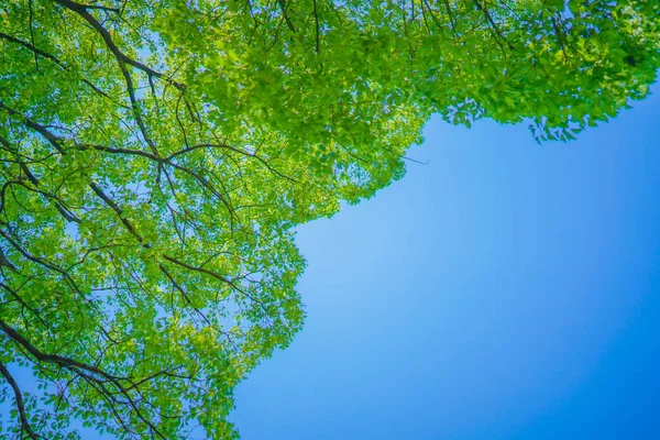 Fresh Green Blue Sky Shooting Location Yokohama City Kanagawa Prefecture — 图库照片