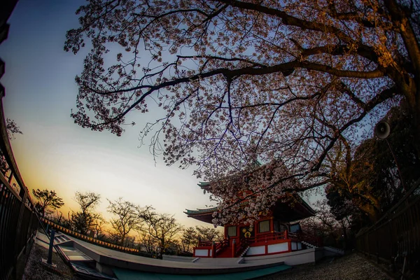 Cherry Blossoms Evening Views Shooting Location Kanagawa Yokohama — Φωτογραφία Αρχείου