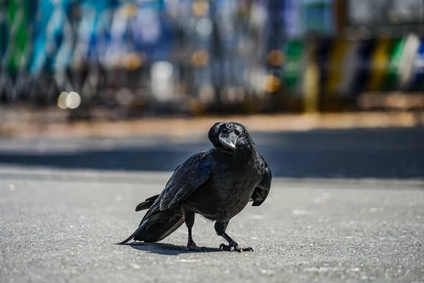 Cuervo Negro Azabache Vidrio Hashibuto Ubicación Del Disparo Ota Tokyo —  Fotos de Stock
