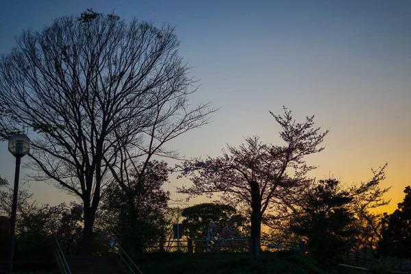 Cherry Blossoms Dusk Sky Shooting Location Yokohama City Kanagawa Prefecture — ストック写真