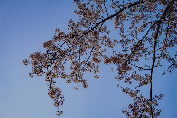 Cherry Blossoms Full Bloom Blue Sky Kogaya Park Shooting Location — Fotografia de Stock