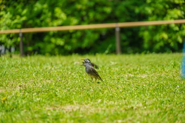 Mukudori Lawn Shooting Location Naka Yokohama Shi — Fotografia de Stock