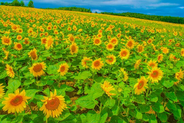 Sunflower Field Hokkaido Shooting Location Hokkaido — Stock Photo, Image