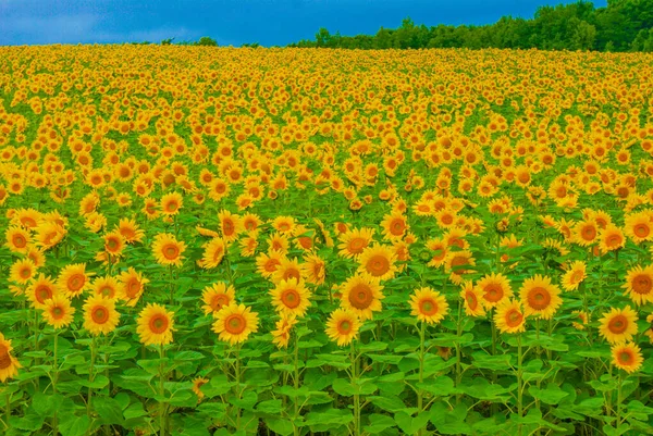 Sunflower Field Hokkaido Shooting Location Hokkaido — Stockfoto