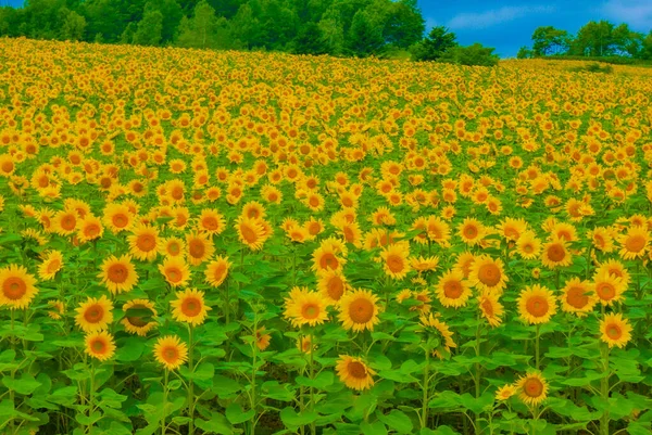 Sunflower Field Hokkaido Shooting Location Hokkaido — Stock Photo, Image