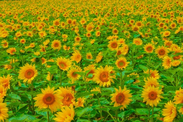 Sunflower Field Hokkaido Shooting Location Hokkaido — Stockfoto