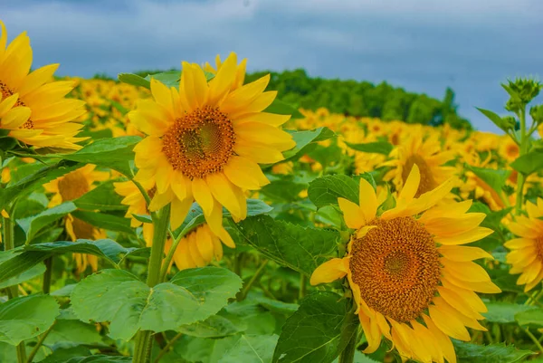 Sunflower Field Hokkaido Shooting Location Hokkaido — Stock fotografie