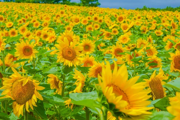 Sunflower Field Hokkaido Shooting Location Hokkaido — Stock fotografie