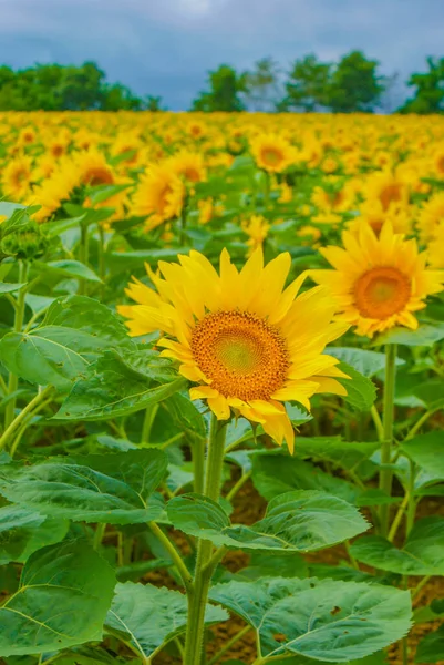 Sunflower Field Hokkaido Shooting Location Hokkaido — Stockfoto