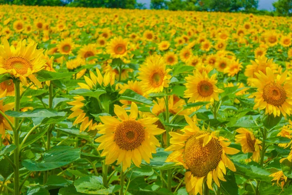 Sunflower Field Hokkaido Shooting Location Hokkaido — Stock fotografie