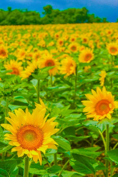 Sunflower Field Hokkaido Shooting Location Hokkaido — Stock Photo, Image