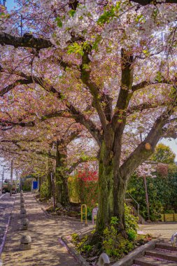 Ota-ku, Tokyo 'da kiraz çiçekleri. Çekim Konumu: Ota -ku, Tokyo