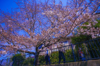 Nogawa Baharı (Chofu Şehri, Tokyo). Çekim yeri: Tokyo Chofu Şehri