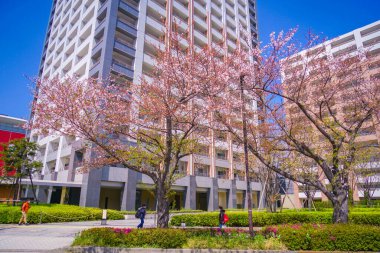 Kawasaki / Horikawa Hattı 'nda kiraz çiçekleri. Çekim yeri: Kawasaki Şehri, Kanagawa Bölgesi