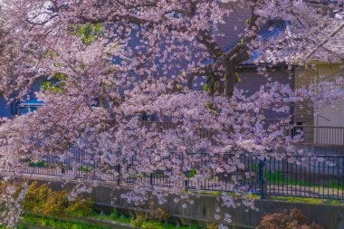 Nogawa Baharı (Chofu Şehri, Tokyo). Çekim yeri: Tokyo Chofu Şehri