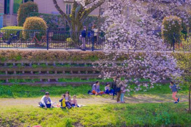 Nogawa Baharı (Chofu Şehri, Tokyo). Çekim yeri: Tokyo Chofu Şehri